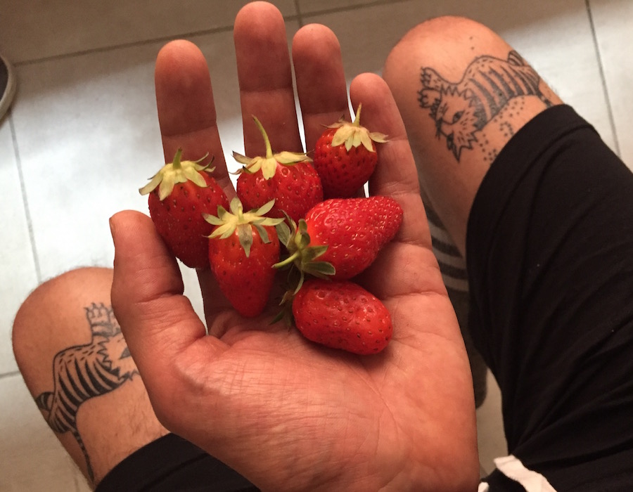 Tigres Tatoués par B Myself