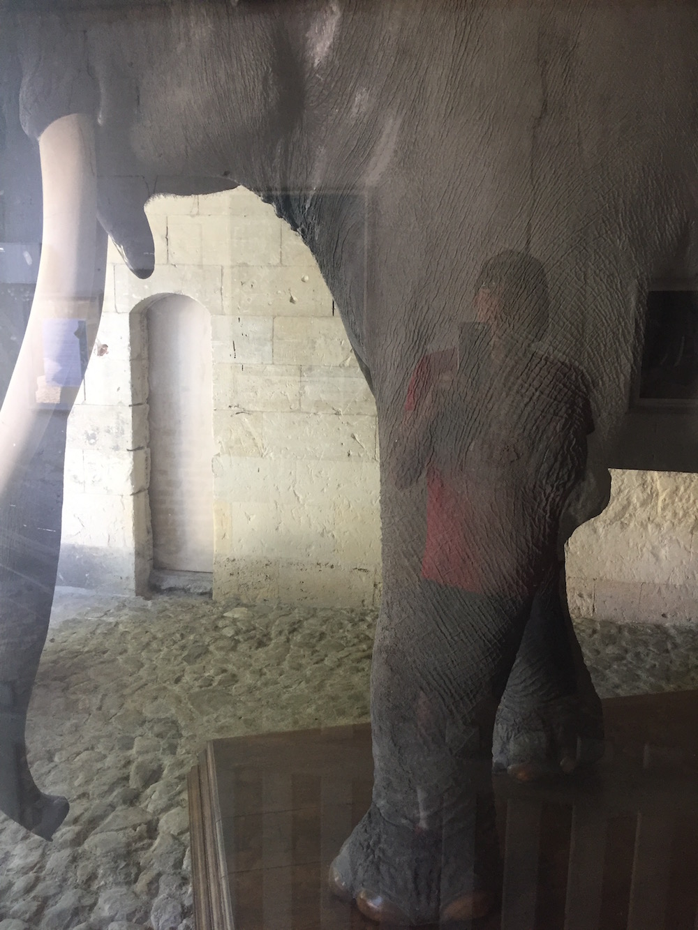 Fritz_Elephant_Tours_VS_Guillaume_Gwardeath